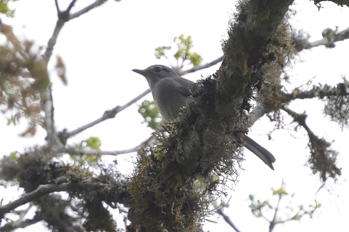 White-eyed Slaty-Flycatcher - ML644637086