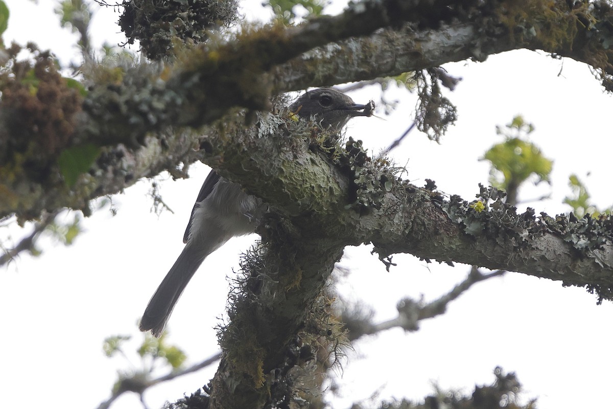 White-eyed Slaty-Flycatcher - ML644637087