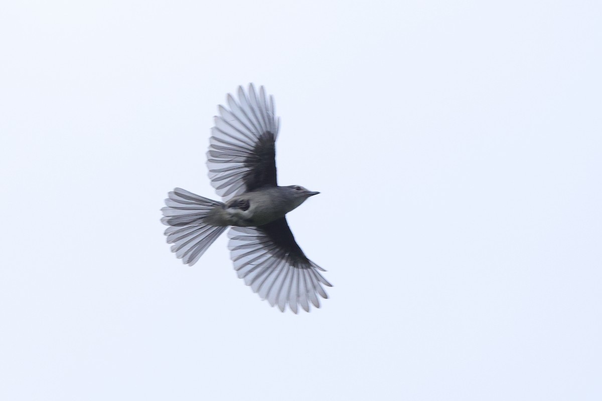 White-eyed Slaty-Flycatcher - ML644637088