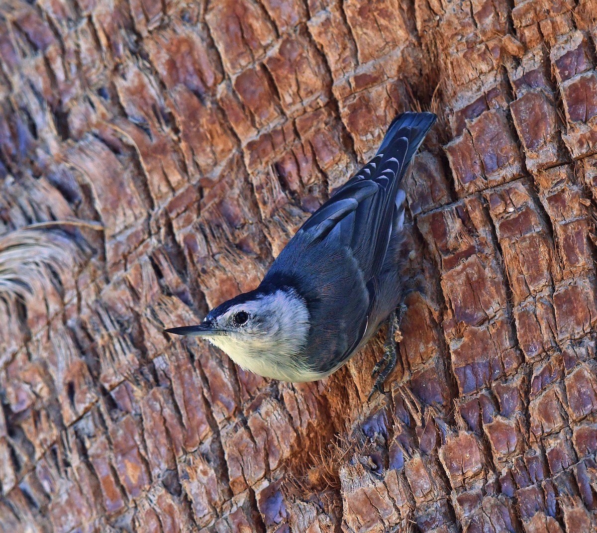 White-breasted Nuthatch - ML644637089