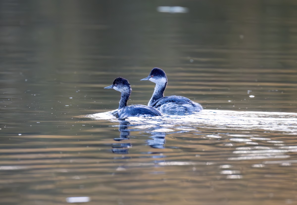 Eared Grebe - ML644637090
