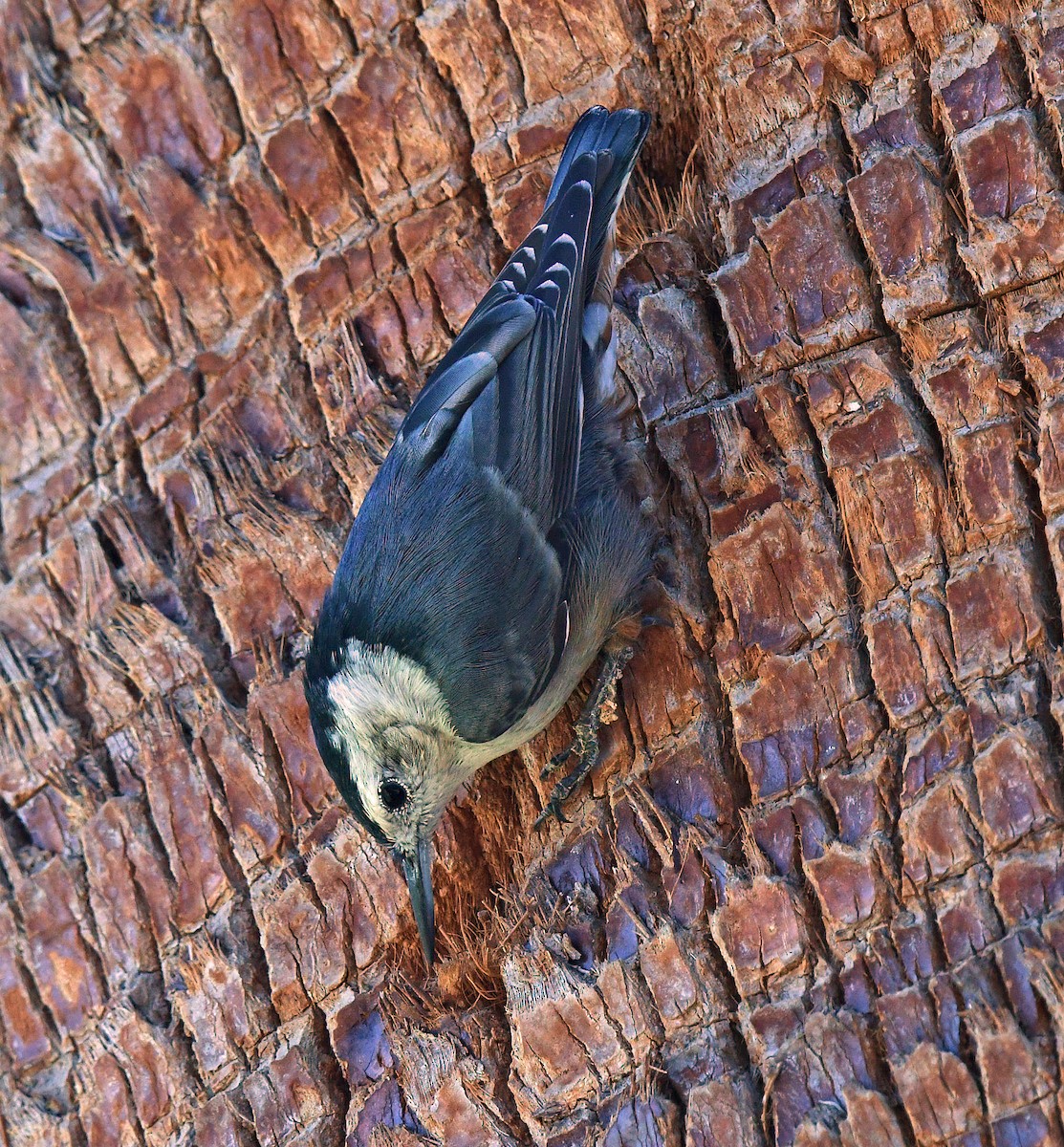White-breasted Nuthatch - ML644637094