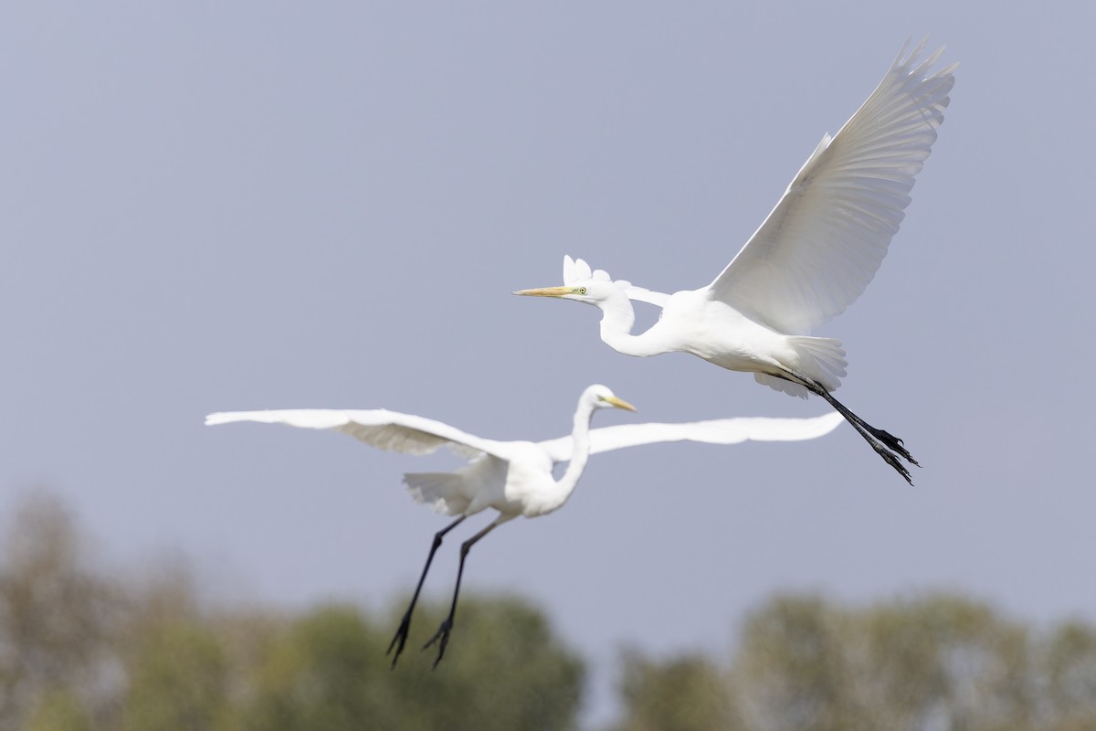 volavka bílá - ML644637101