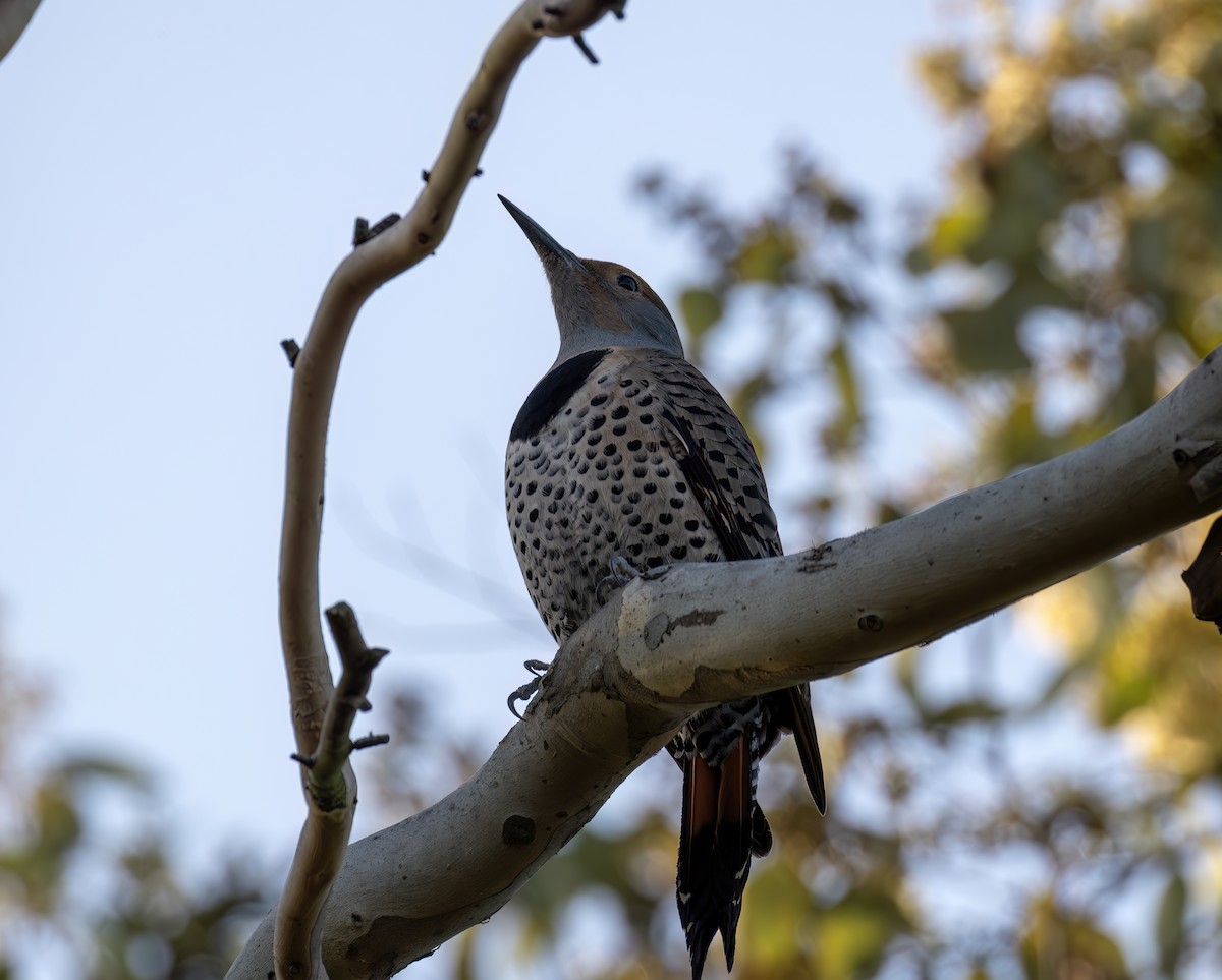 Northern Flicker - ML644637102
