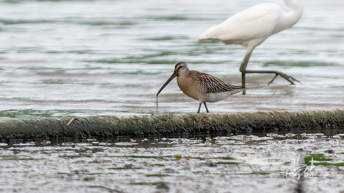 Asian Dowitcher - ML644637105
