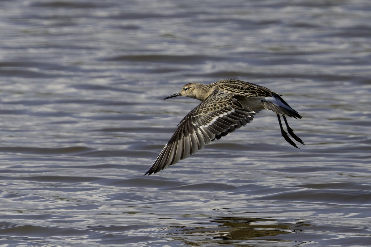 jespák bojovný - ML644637106