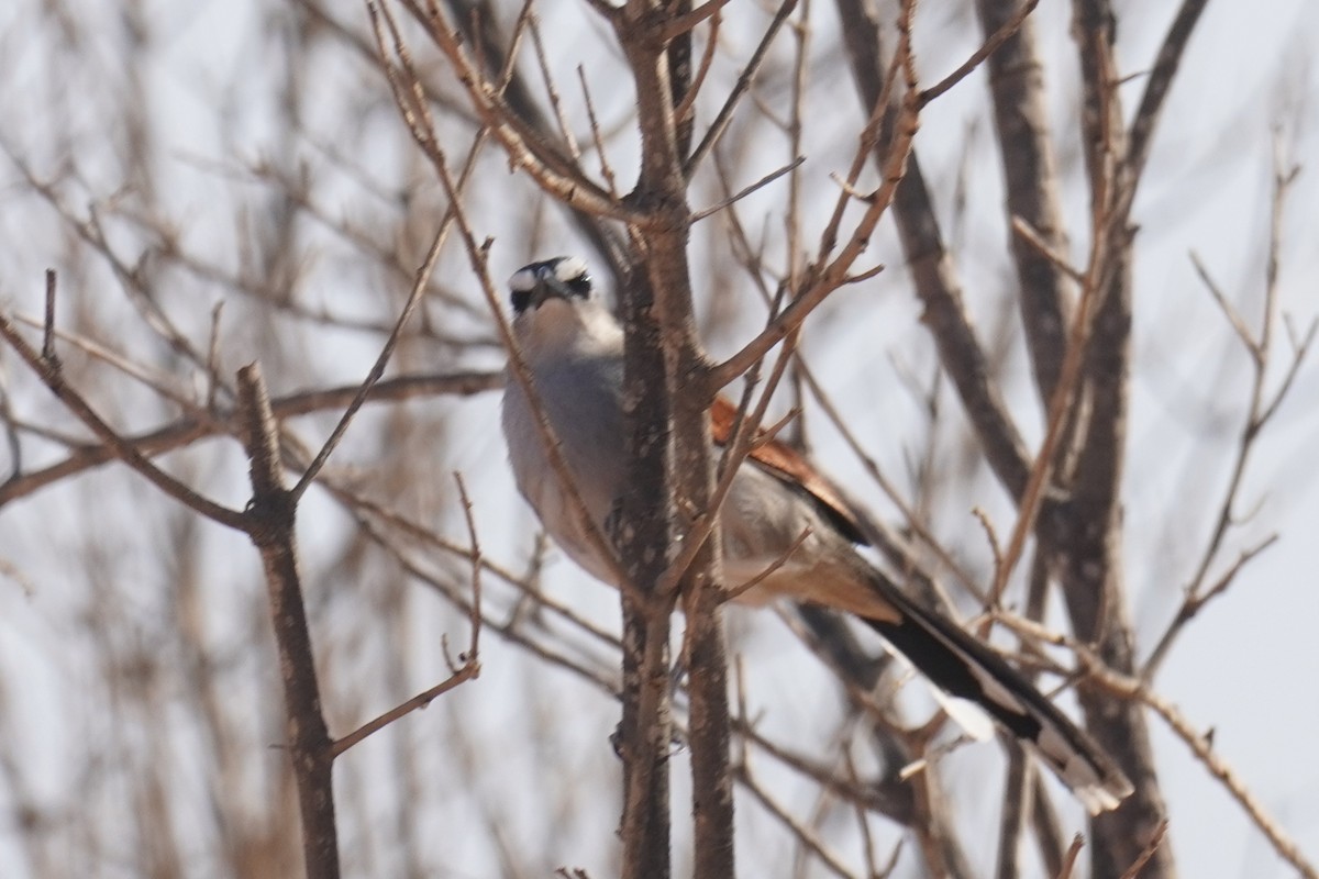 Black-crowned Tchagra - ML644637107