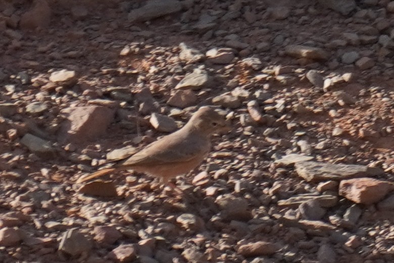 Desert Lark - ML644637109