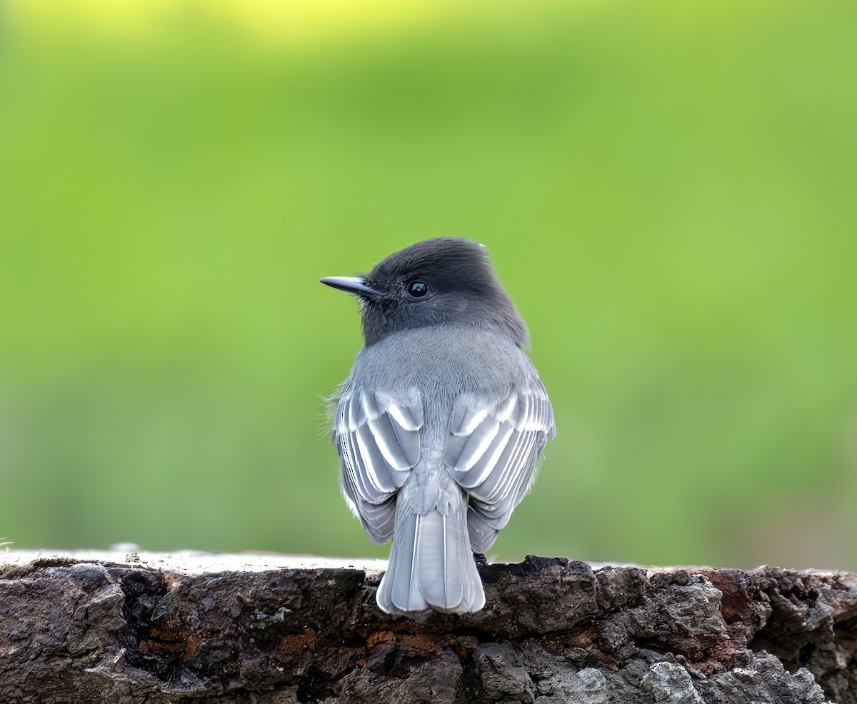 Black Phoebe - ML644637110