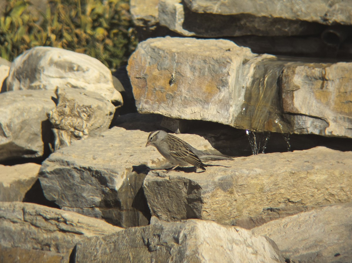 Chipping Sparrow - ML644637111
