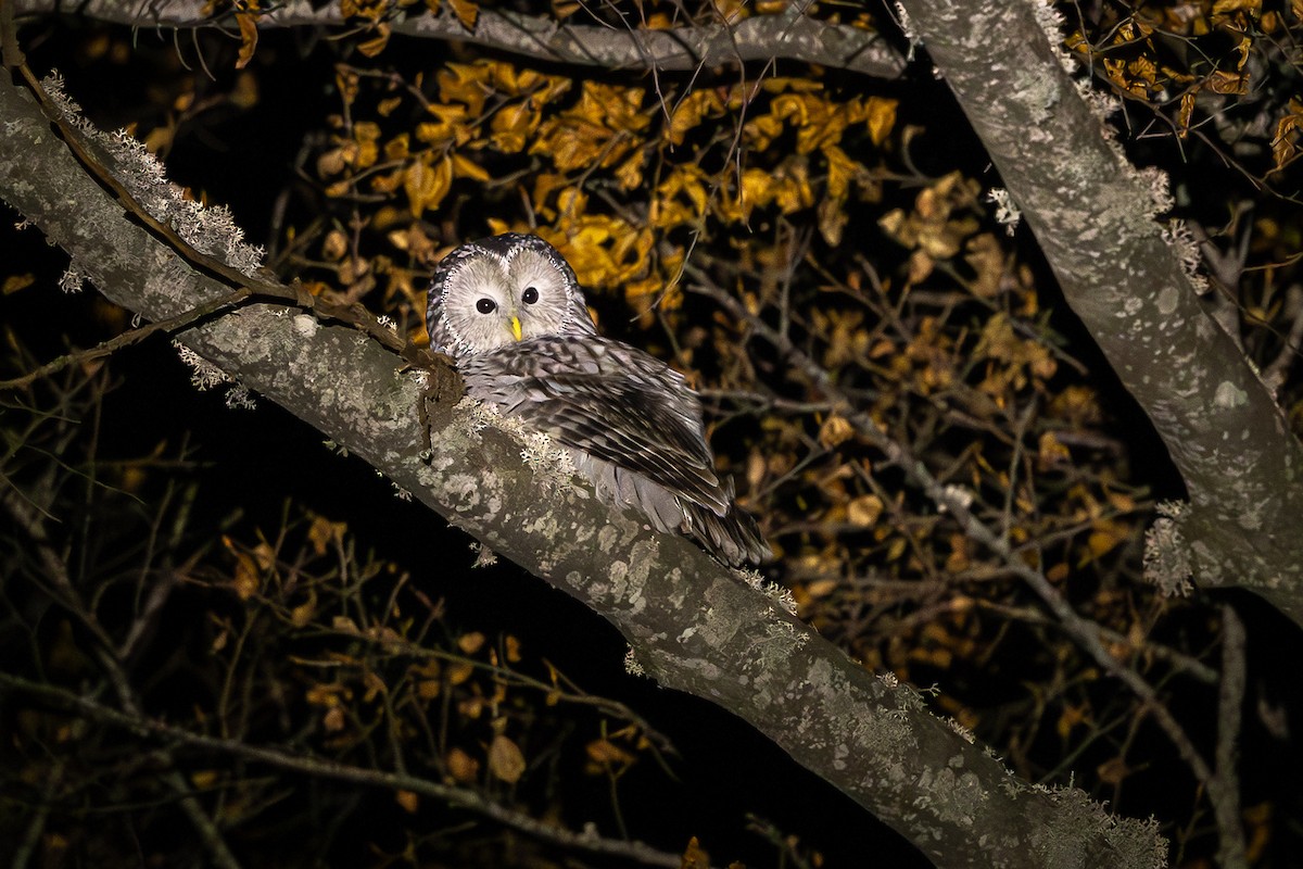 Ural Owl - ML644637112