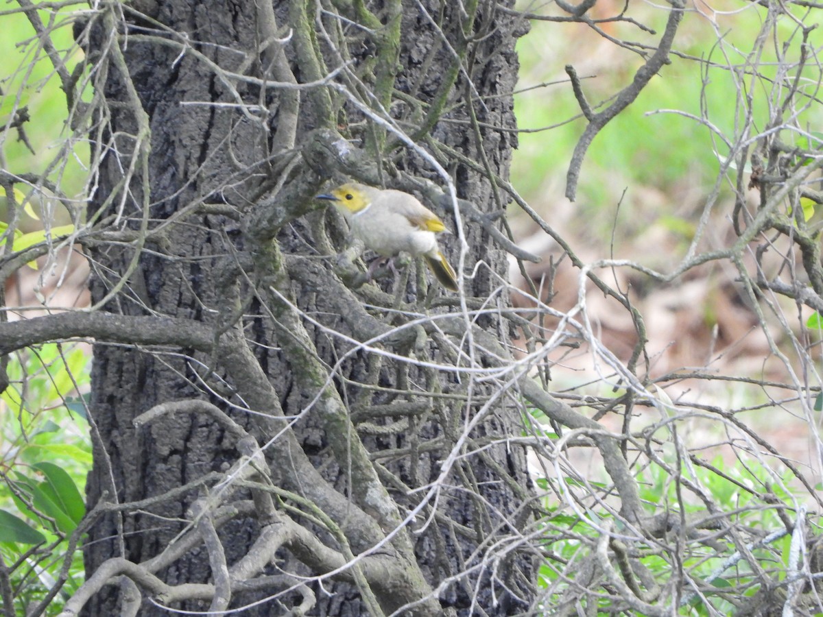 Медник блідий - ML644637113