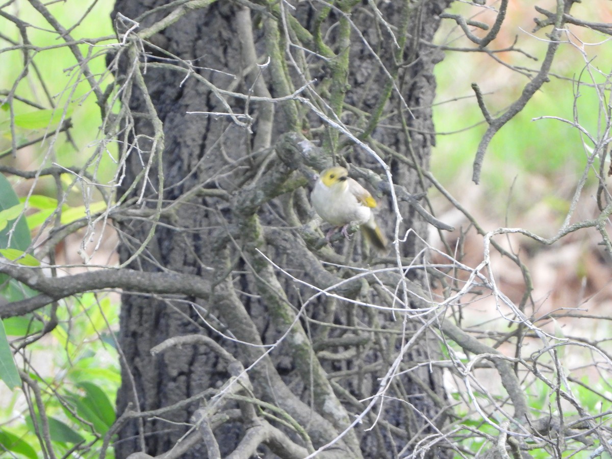Медник блідий - ML644637114