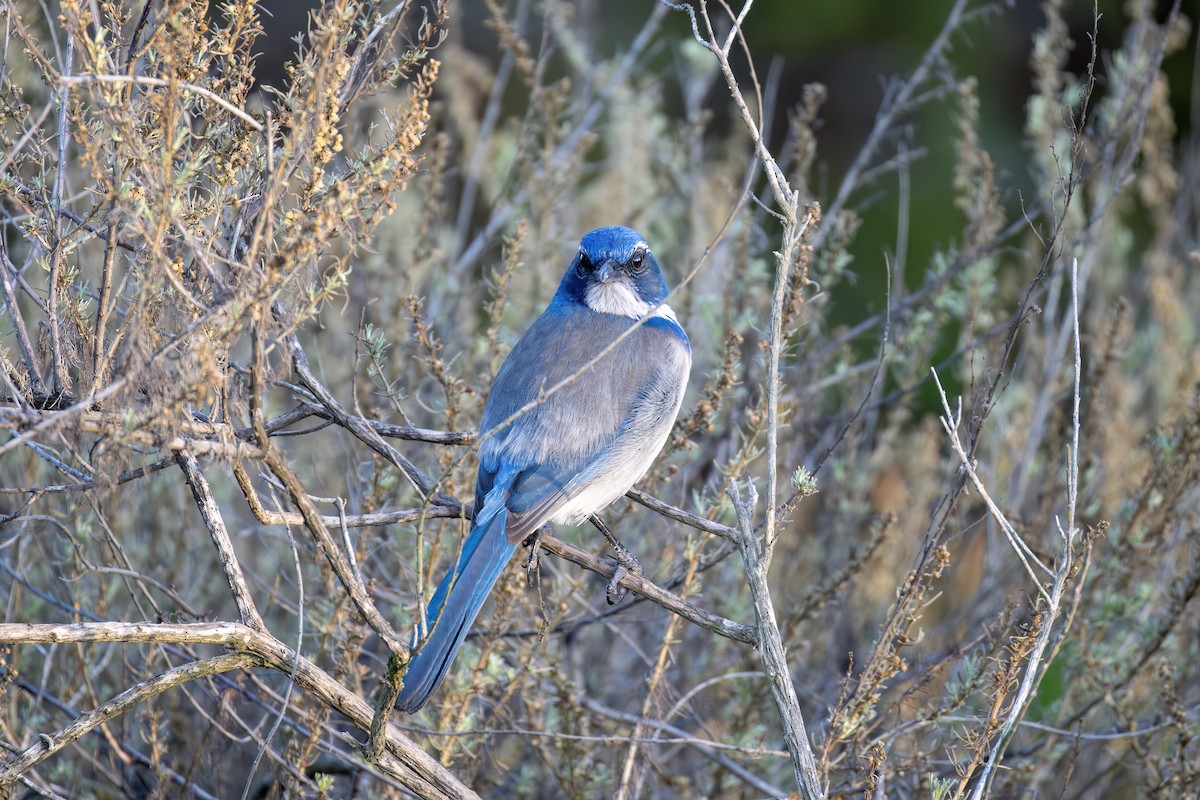 California Scrub-Jay - ML644637130