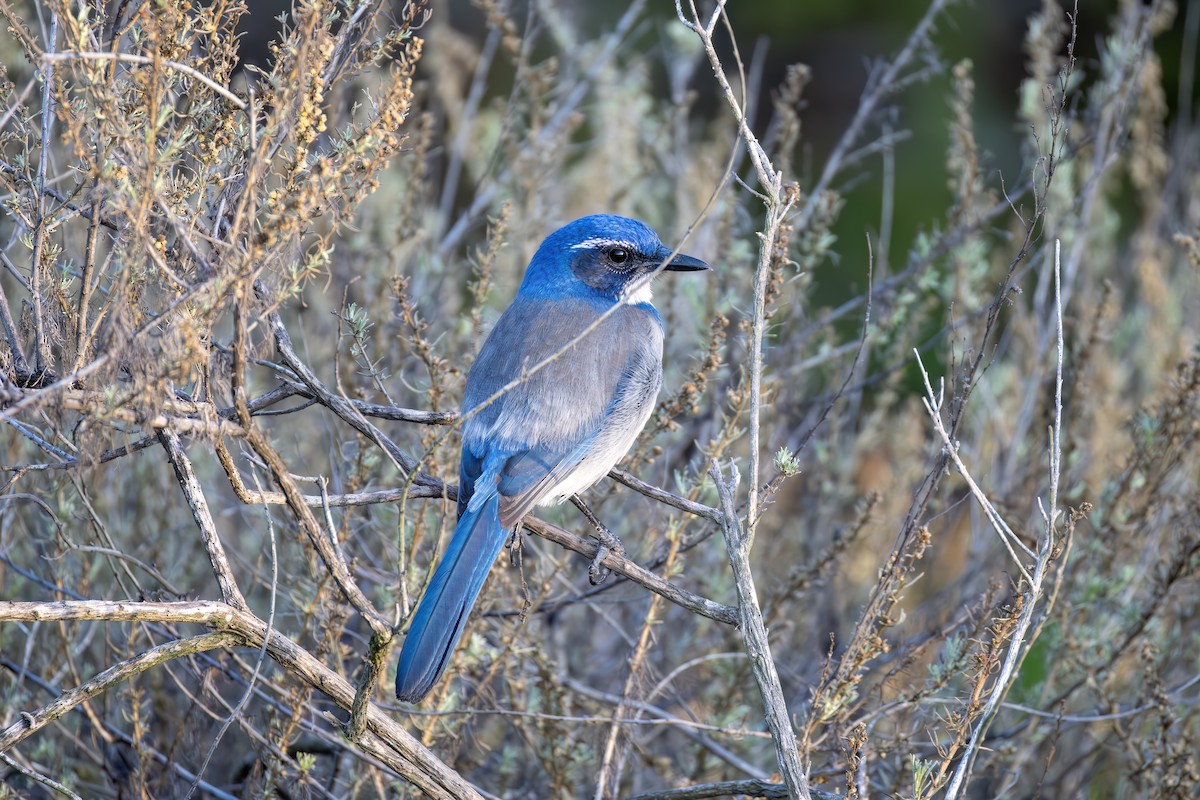California Scrub-Jay - ML644637131