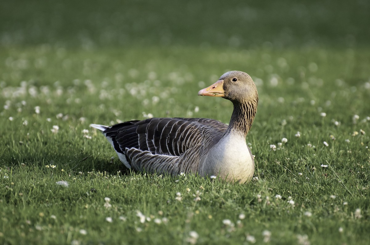 Graylag Goose - ML644637138
