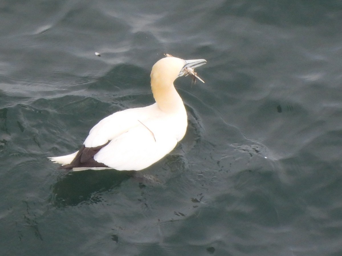 havsule - ML644637139