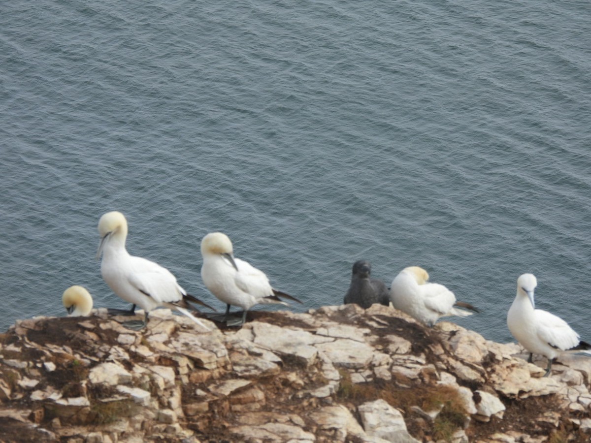 havsule - ML644637140