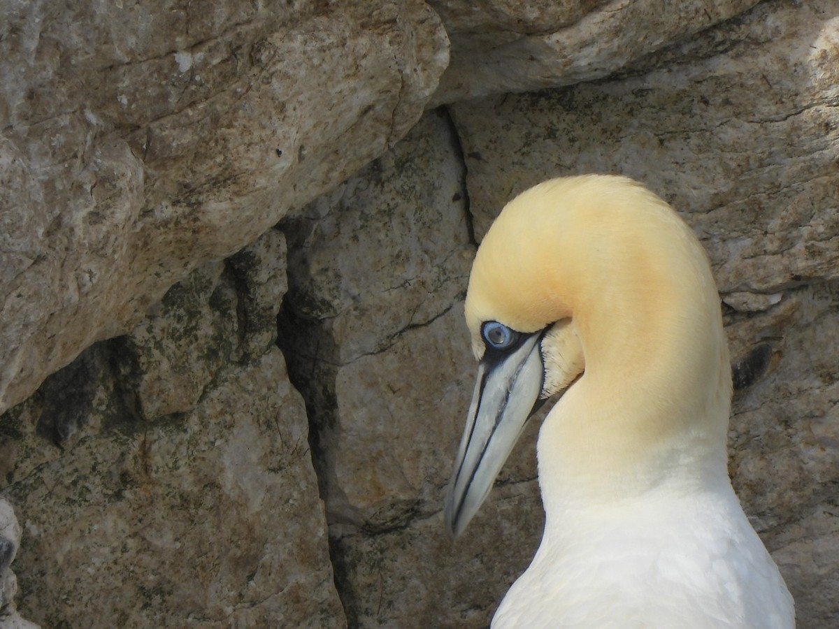 havsule - ML644637141