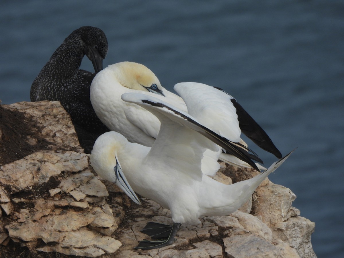 havsule - ML644637142