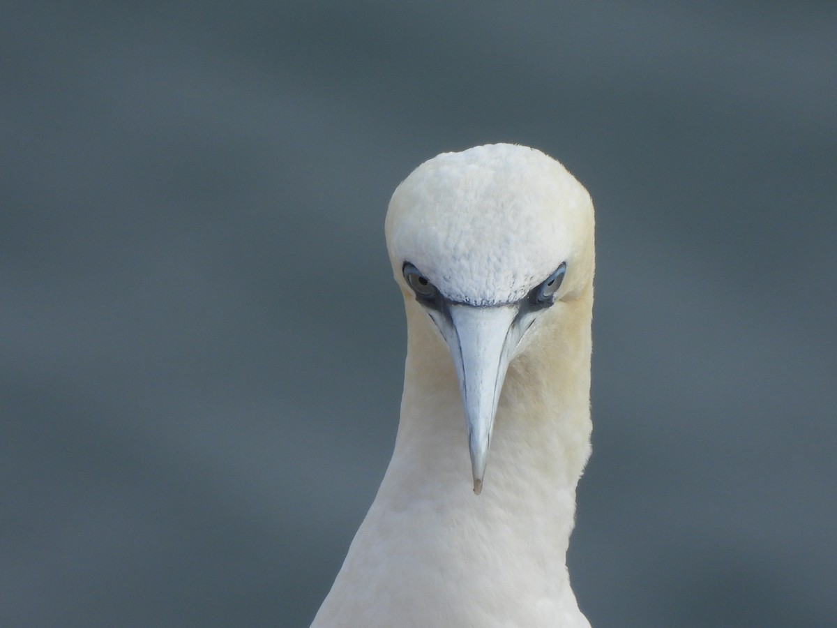 havsule - ML644637144