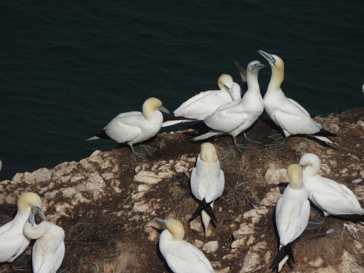 havsule - ML644637145