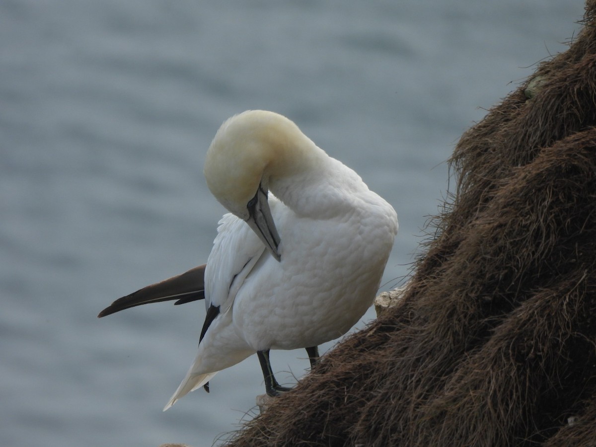 havsule - ML644637146