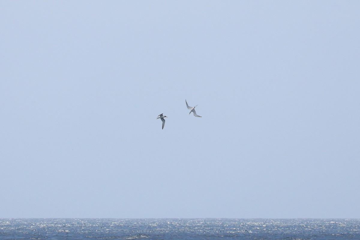 Australasian Gannet - ML644637152