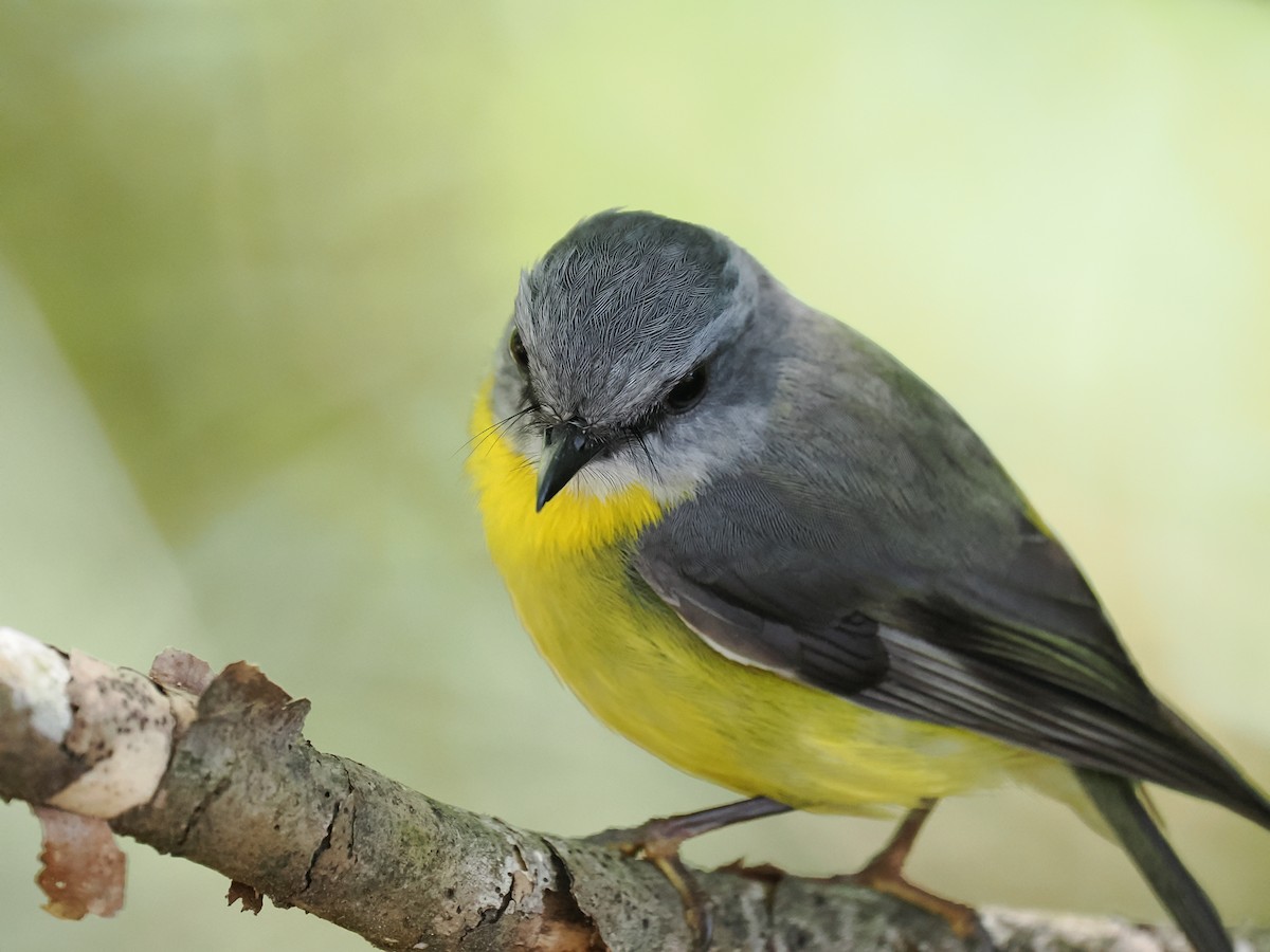 Petroica Amarilla - ML644637153