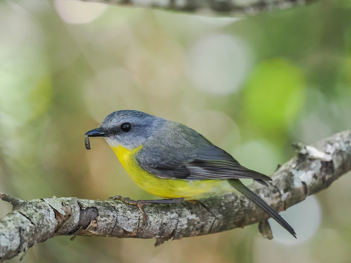 Petroica Amarilla - ML644637154