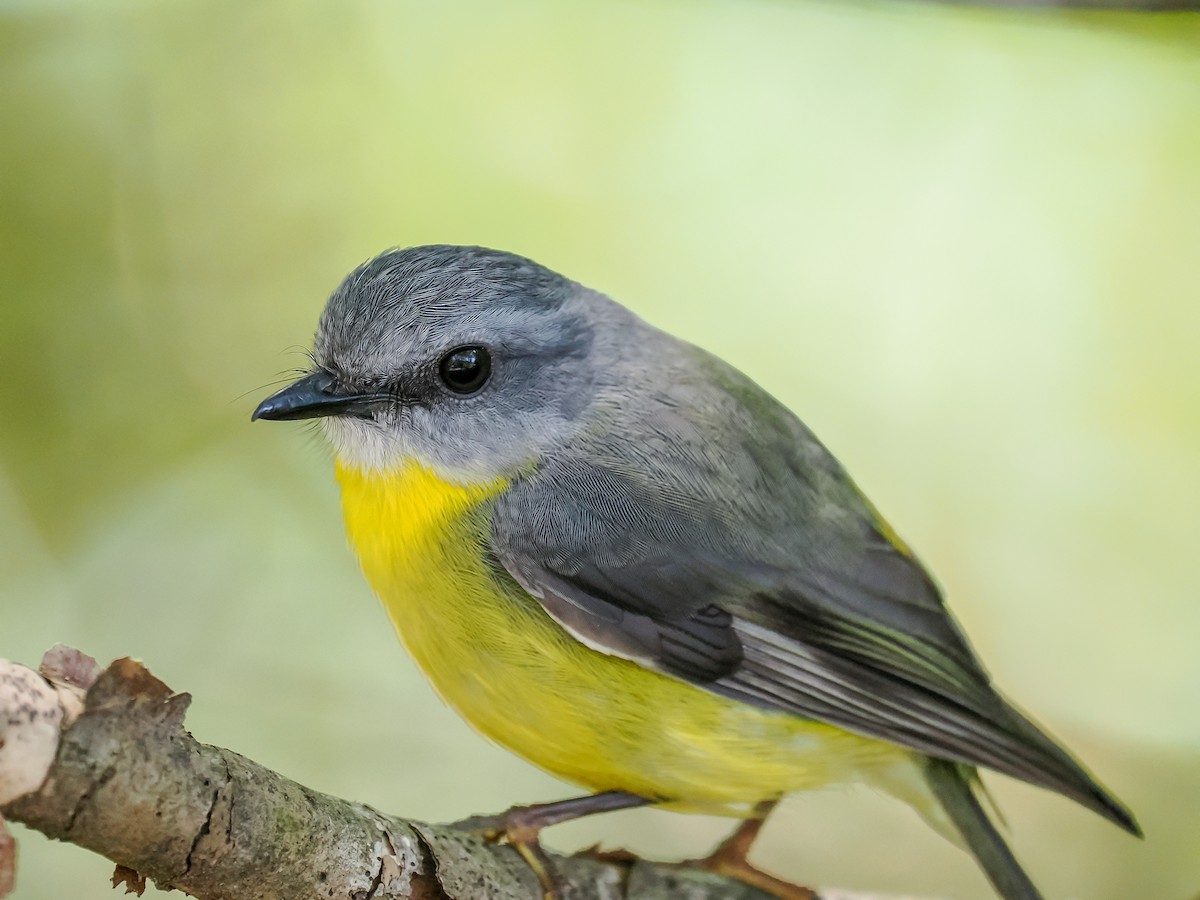 Жёлтая дриада - ML644637155