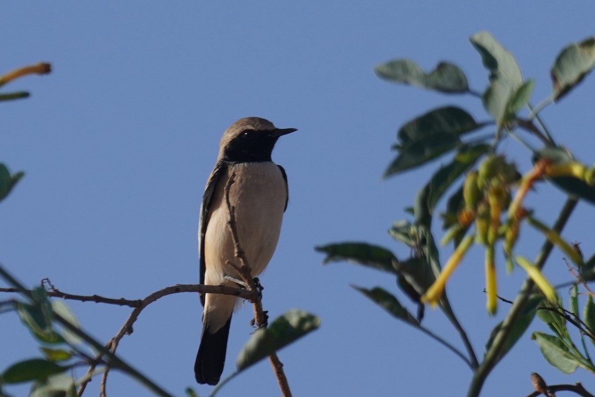 漠䳭 - ML644637156