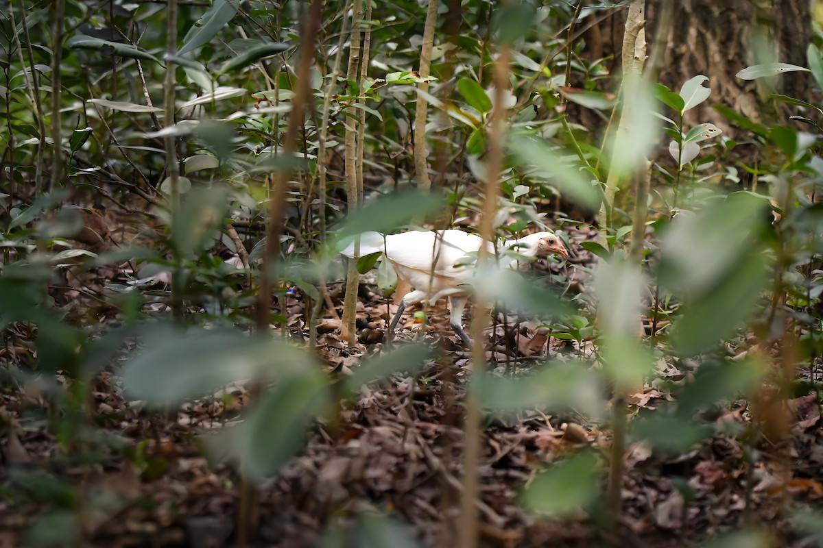 kur bankivský - ML644637157