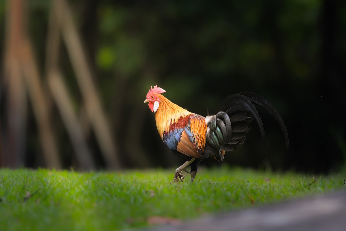 kur bankivský - ML644637158