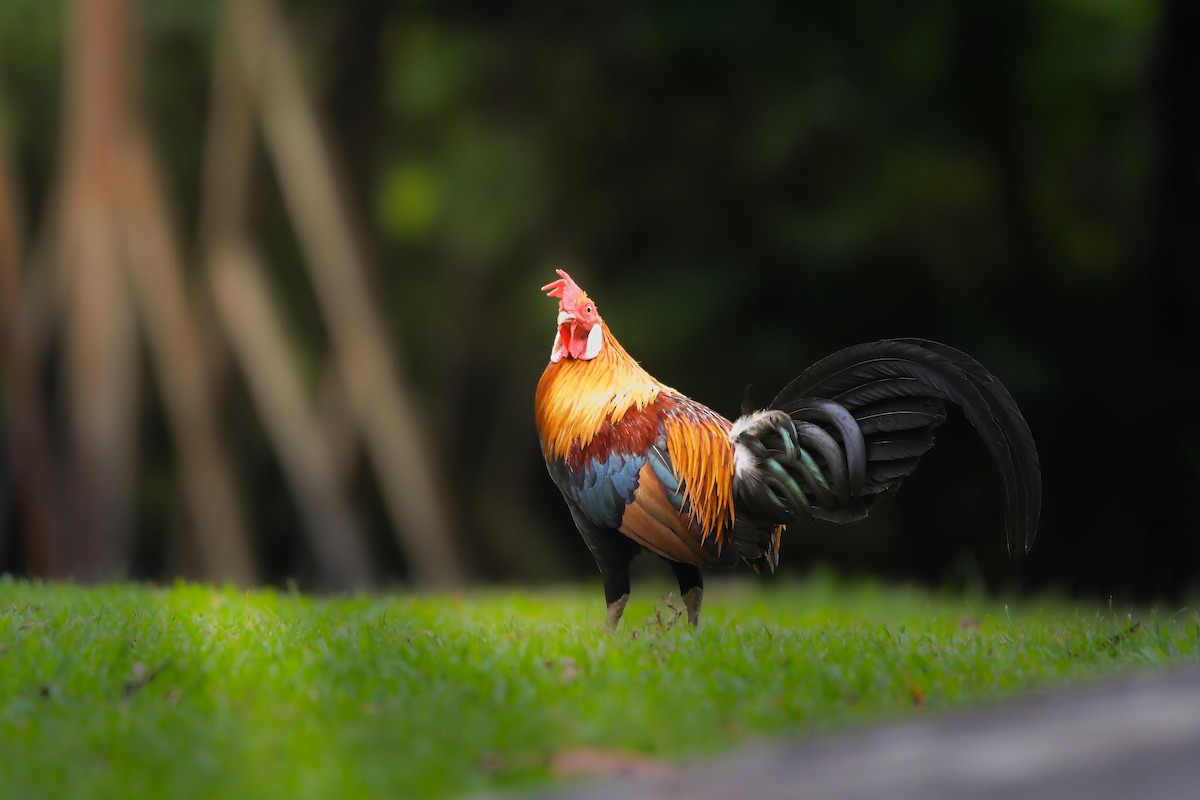 kur bankivský - ML644637159