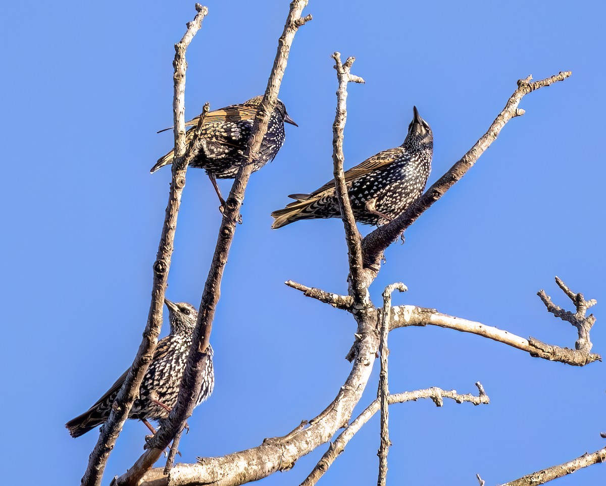 European Starling - ML644637163