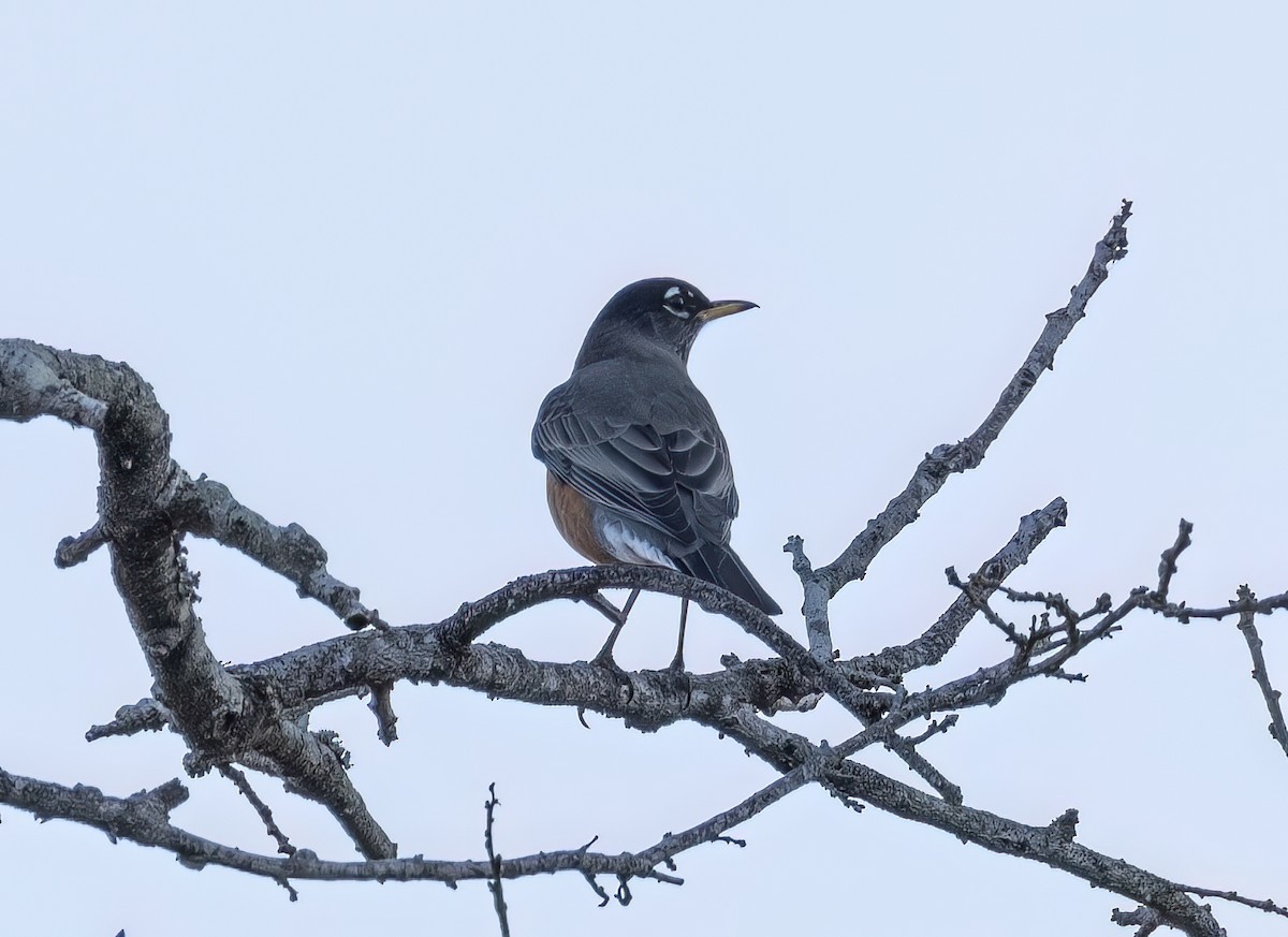 American Robin - ML644637165