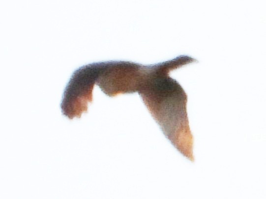 נץ בלתי-מזוהה - ML644637168