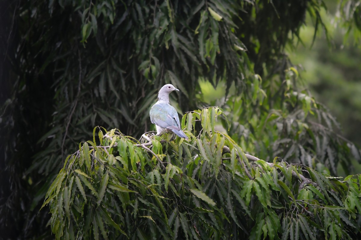 Бронзовый плодовый голубь - ML644637169