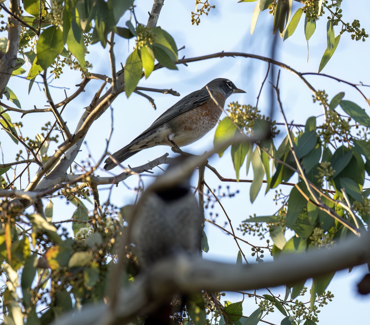 American Robin - ML644637170