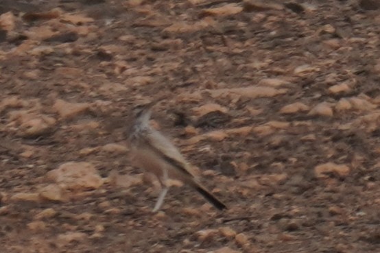 Greater Hoopoe-Lark - ML644637176