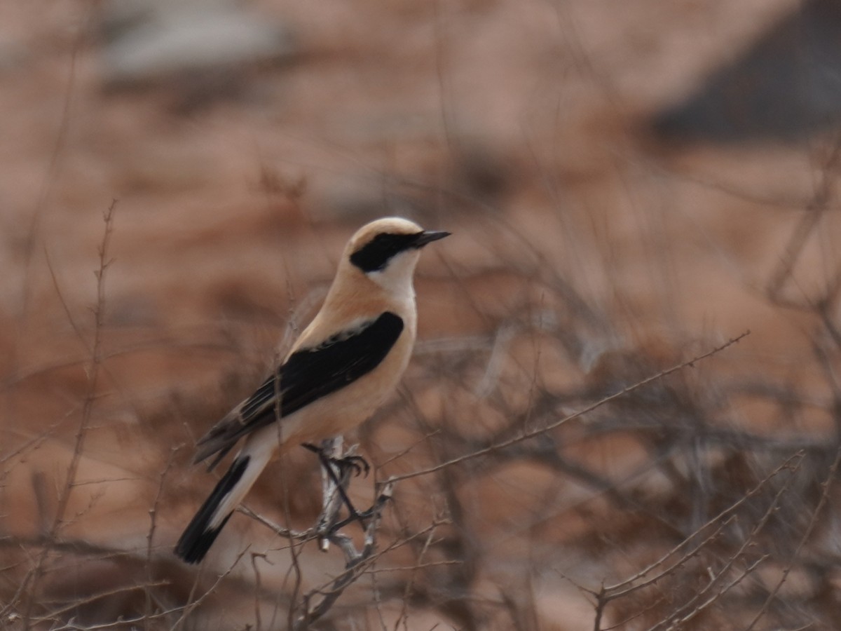 Western Black-eared Wheatear - ML644637178