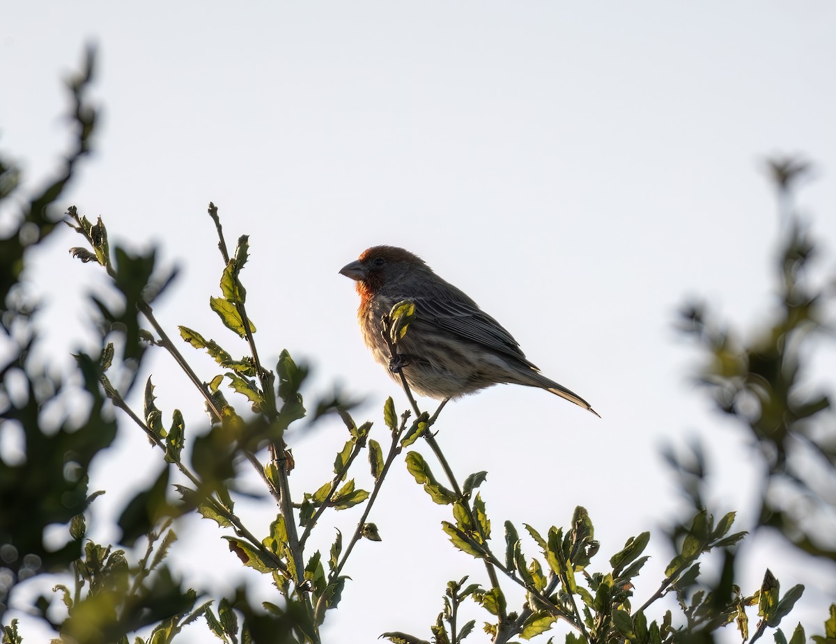 Roselin familier - ML644637180