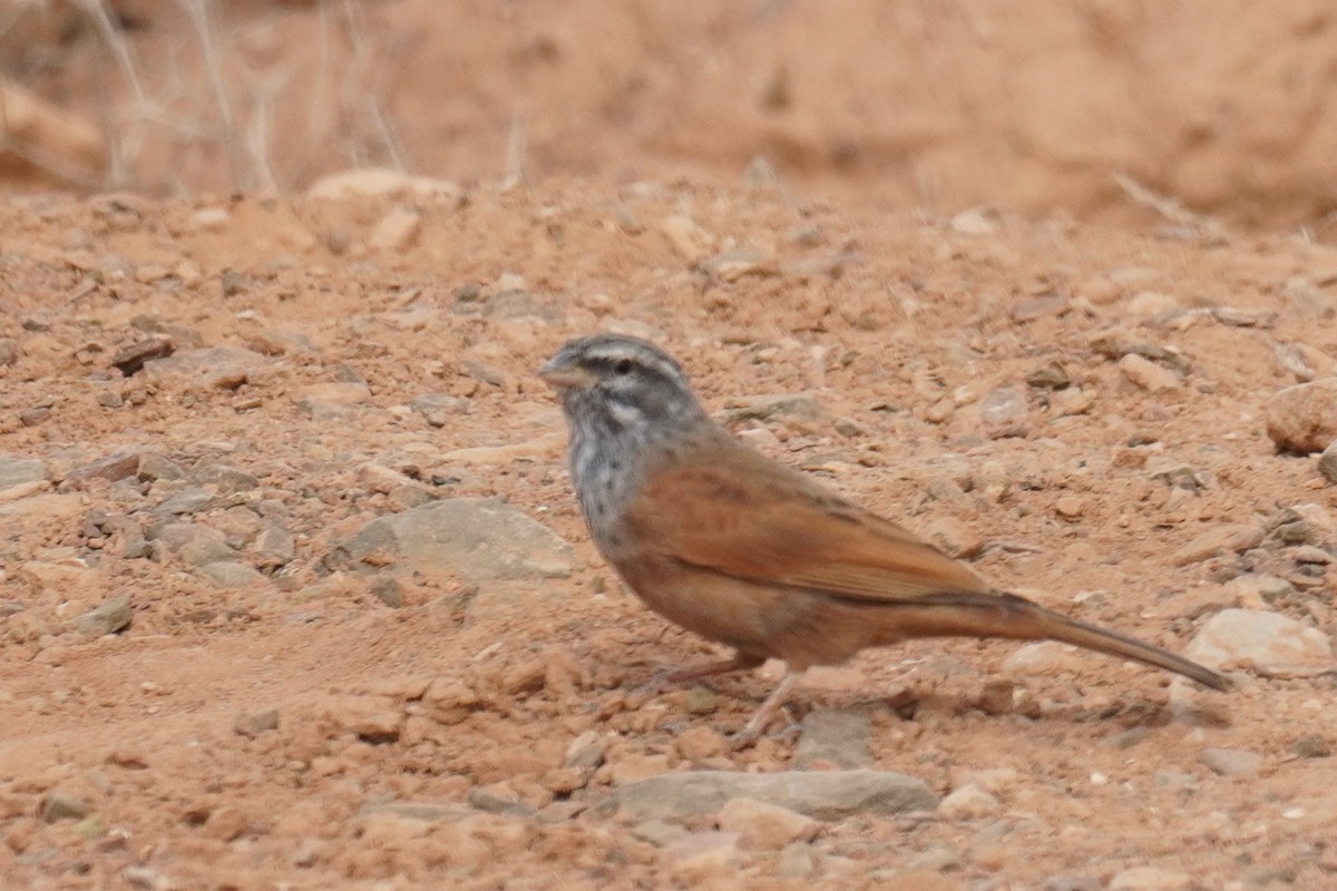 House Bunting - ML644637181