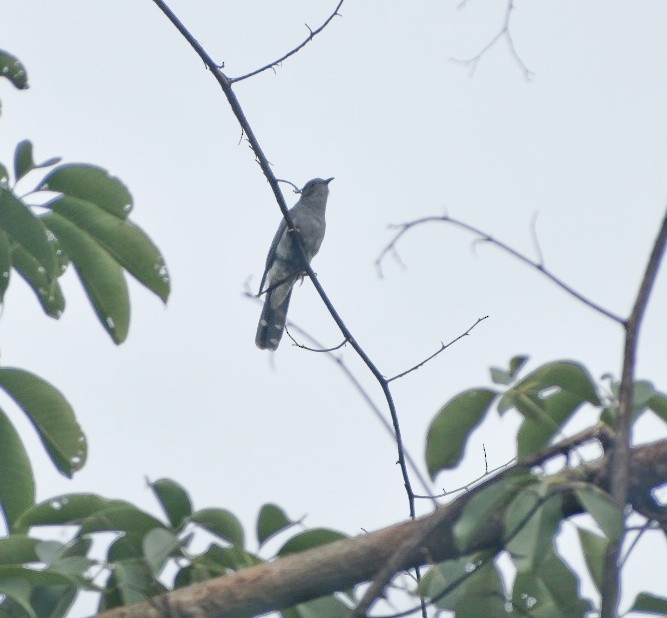 Gray-bellied Cuckoo - ML644637183