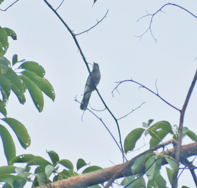 Gray-bellied Cuckoo - ML644637184
