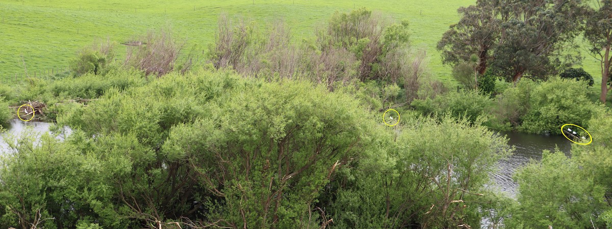 kolpík královský - ML644637185