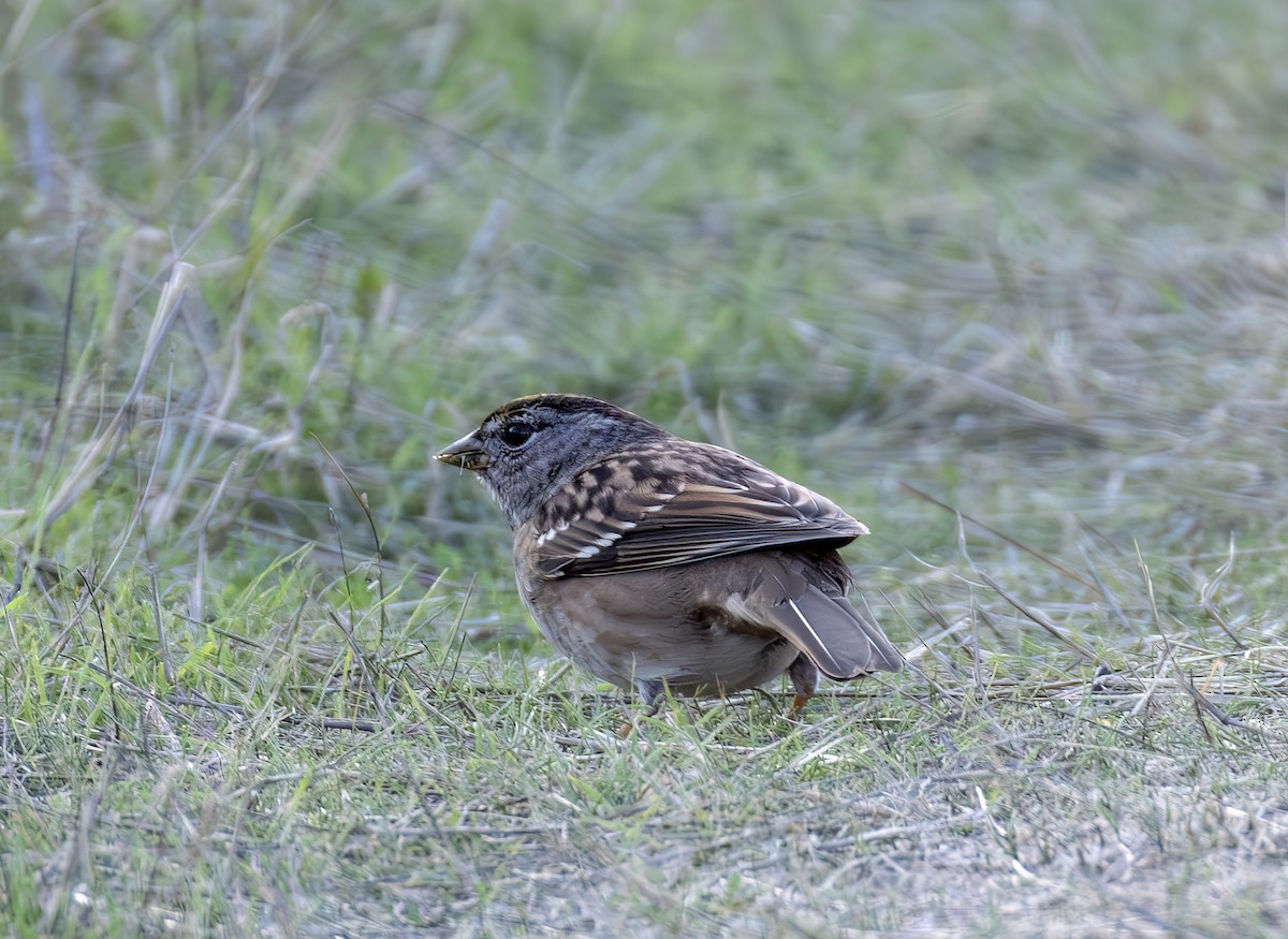 Golden-crowned Sparrow - ML644637186