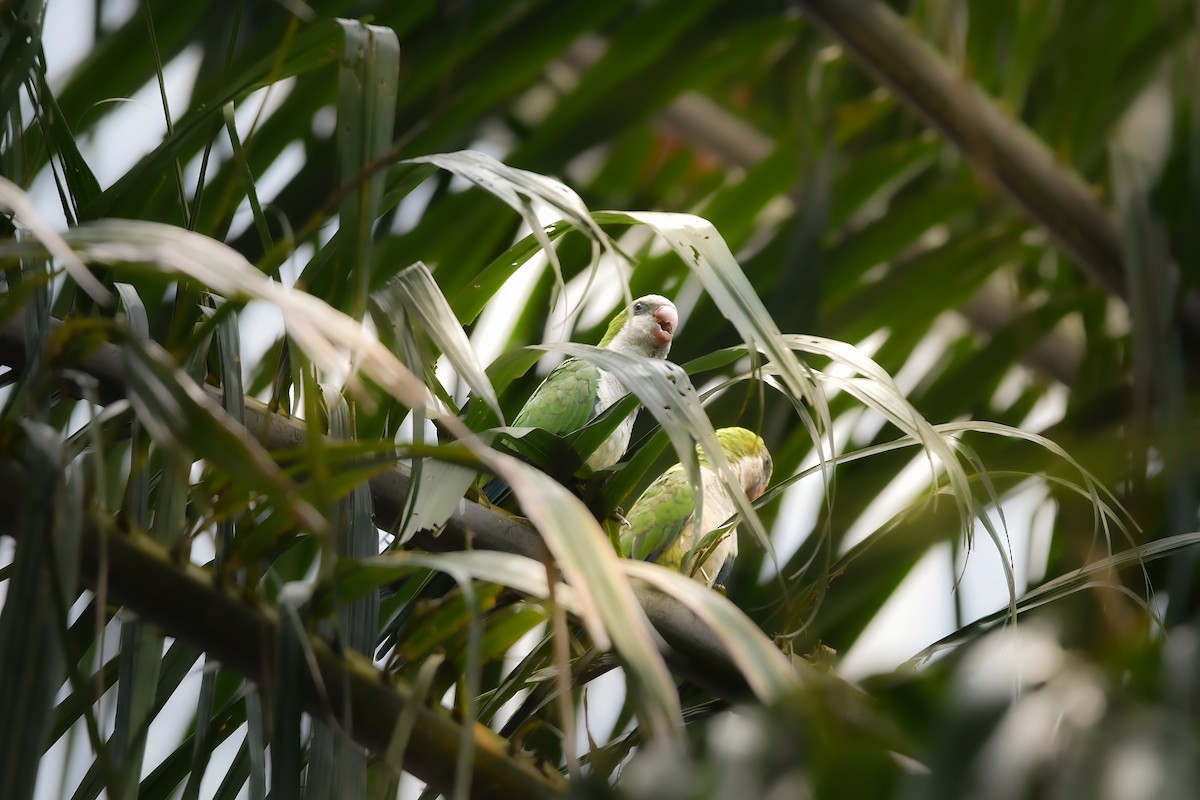 Mönchssittich - ML644637187