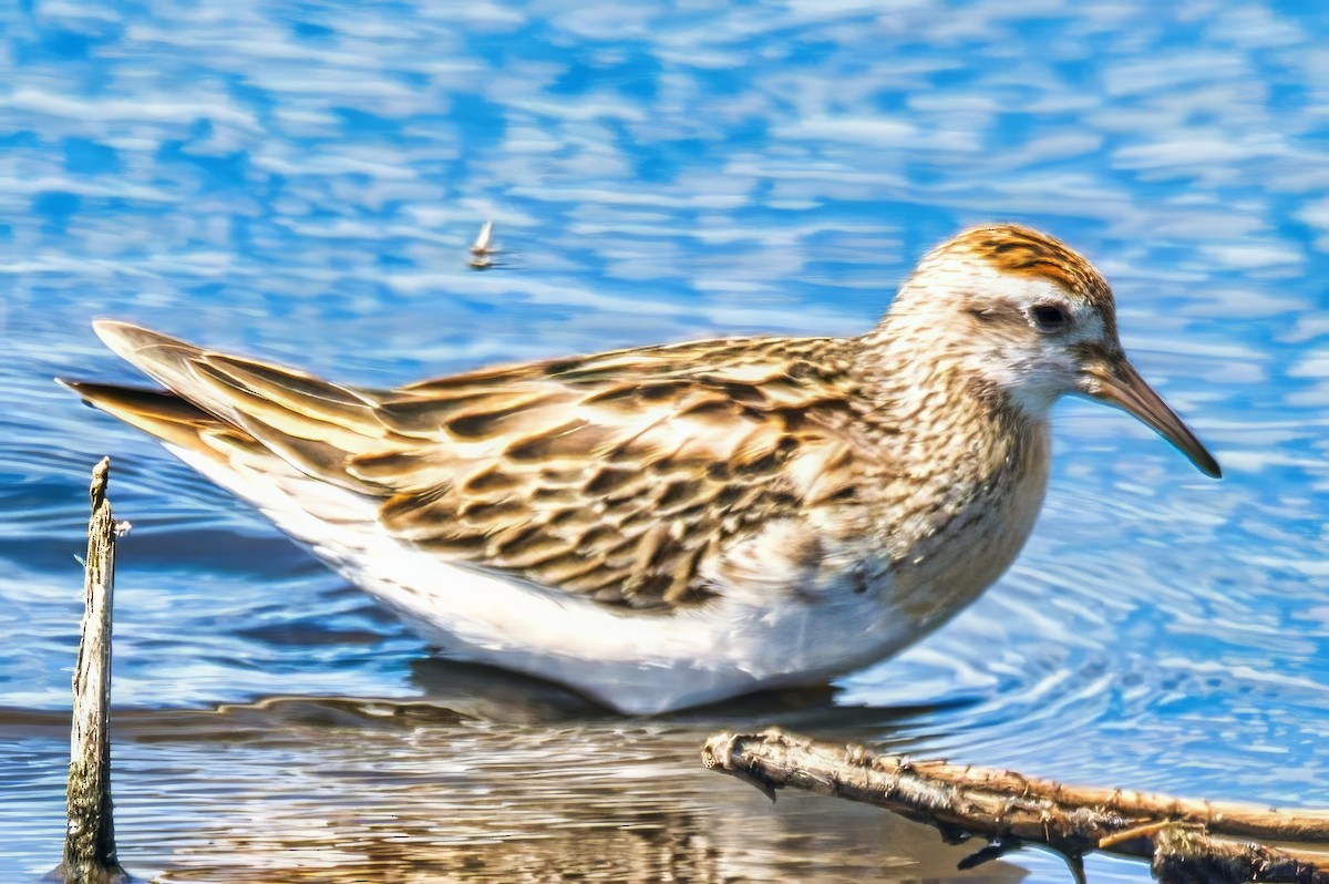 Spitzschwanz-Strandläufer - ML644637188